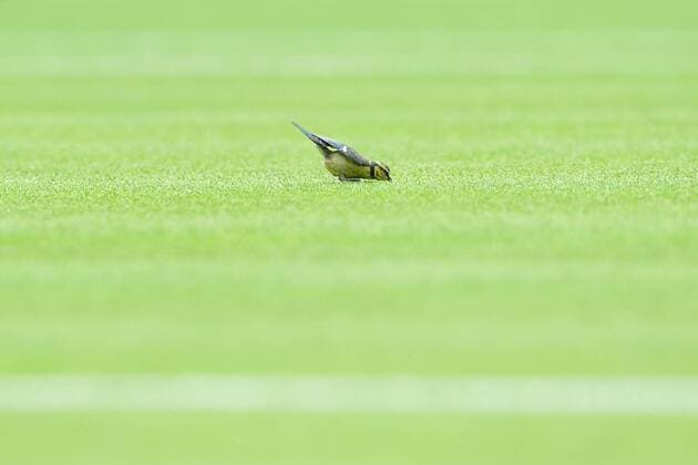 Aktuell Tennis, Wimbledon, Meise stört das Spiel Djokovic - Kohlschreiber Oiseau sur centre court TENNIS : Tournoi de Wimbledon 2015 - 29 06 2015 TennisMagazine Panoramic 