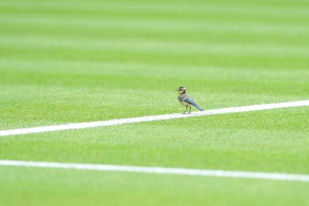 Aktuell Tennis, Wimbledon, Meise stört das Spiel Djokovic - Kohlschreiber Oiseau sur centre court TENNIS : Tournoi de Wimbledon 2015 - 29 06 2015 TennisMagazine Panoramic 