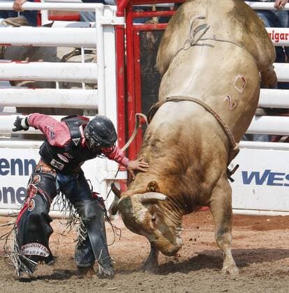 Calgary, Alberta; Canada--- After being bucked off, cowboy Chandler Bownds (from Lubbock, Texas) tries to get away from a bull called Excessive Force in the Bull Riding event during the rodeo at Calgary Stampede. digital photo by Larry MacDougal