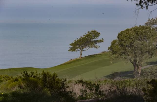 January 29, 2016: A Torrey pine makers the edge of the 7th hole of the North Course during the second round of the Farmers Insurance Open at Torrey Pines Golf Course in San Diego, California. PGA Golf Herren 2016: Farmers Insurance Open JAN 29 - ZUMAc04_