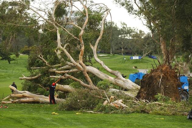 Golf, Farmers Insurance Open in San Diego wegen schlechten Wetters unterbrochen Feb. 1, 2016 - San Diego, CA, USA - Workers clean up an iconic eucalyptus tree the fell on the 15th hole of south course at Torrey Pines, delaying the Farmers Insurance Open on Feb. 1, 2016 in San Diego. Play resumed at 10am Monday. Delayed Farmers Inurance Open - ZUMAm67_