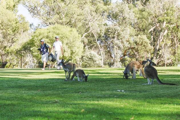 27.02.2016. Perth, Australia. ISPS HANDA Perth International Golf. Josh Geary (NZL) walks past a gallery of Kangaroos on the second fairway during day three. xDavidxWoodleyx  ActionPlus11711537