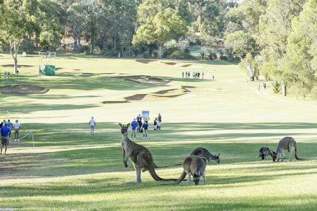 27.02.2016. Perth, Australia. ISPS HANDA Perth International Golf. Local Kangaroos share the second fairway with the golfers during day three. xDavidxWoodleyx  ActionPlus11711538