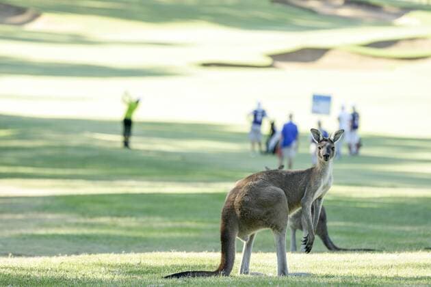 Bilder des Tages - SPORT 27.02.2016. Perth, Australia. ISPS HANDA Perth International Golf. Golf goes on as the local Kangaroos rest in the shade on the second fairway. xDavidxWoodleyx  ActionPlus11711539