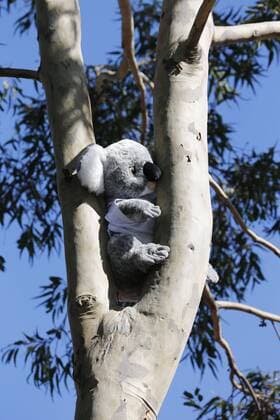 Motorsports: FIA Formula One World Championship WM Weltmeisterschaft 2016, Grand Prix of Australia, Koala bear, Koalabaer, stuffed animal, Stofftier, tree, Baum xHOCHxZWEIx