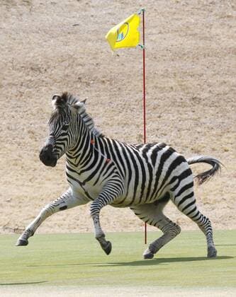 Bilder des Tages SPORT Kurios - Zebra vergnügt sich auf einem Golfplatz in Japan Runaway zebra drowns after tranquilizer shot A runaway zebra runs wild after being shot with a blowgun loaded with anesthetic on a golf course in Toki, Gifu Prefecture, in central Japan on March 23, 2016. The 2-year-old stallion escaped from an equestrian club the previous day and ran onto the golf course, where he was tranquilized and fell into a pond. By the time police officers extracted the animal from the pond, it was already dead, apparently due to drowning. 