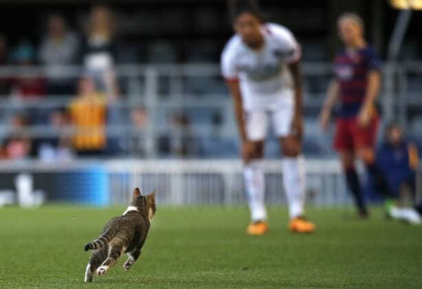 Bilder des Tages SPORT Katze besucht das Damen Champions League Spiel in Barcelona BARCELONA -march 23- SPAIN: a cat on the pitch during the match between FC Barcelona Barca and PSG, corresponding to the first leg of the 1 4 final of the UEFA women s Champions League, played at the Miniestadi, on march 23, 2016. Photo: Joan Valls Urbanandsport Cordon Press  xJoanxValls Urbanandsportx xFC-BARCELONA-PSG-UEFA-WOMENS-CHAMPIONS-LEAGUEx