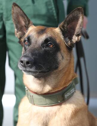 SOCCER - GER vs ITA, test match MUNICH,GERMANY,29.MAR.16 - SOCCER - international match Länderspiel Germany vs Italy, friendly match. Image shows a police dog. GEPAxpictures xThomasxBachun
