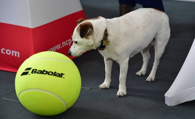 29.04.2016 - Tennis - NÜRNBERGER Versicherungs Cup 2016 - WTA Tennis Damen Women Frauen Damen Turnier - Pressekonferenz - - Hund von Barbara Rittner ( Turnierbotschafterin FedCup Teamchefin ) spielt mit übergroßem Tennisball