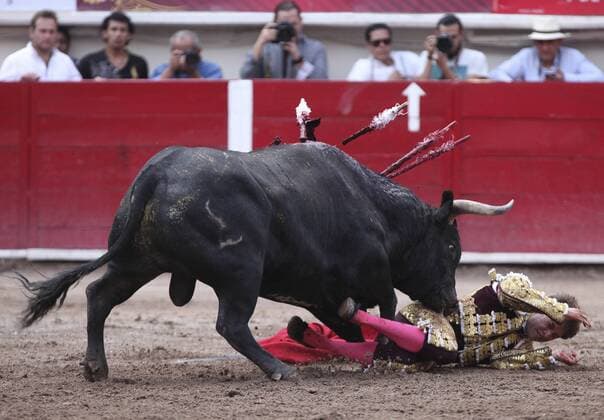 Mexican bullfighter Arturo Saldivar is gored by his first bull 502kg Lobo during the San Marcos National Fair held in Aguascalientes, Mexico, on 08 May 2016. SAN MARCOS NATIONAL FAIR !ACHTUNG: NUR REDAKTIONELLE NUTZUNG!  20160509-635983762058735880