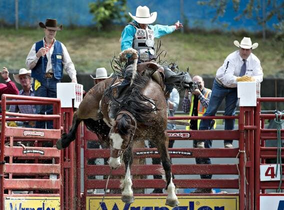 Rodeo in Surrey, Kanada (160522) -- SURREY, May 22, 2016 -- A cowboy performs during the Cloverdale Rodeo in Surrey, Canada, May 21, 2016. More than 95 cowboys and cowgirls competed their riding skills at the 70th Cloverdale Rodeo in Surrey, Canada. Cloverdale Rodeo is one of the biggest and longest running rodeo event in North America. ) (cyc) CANADA-SURREY-CLOVERDALE RODEO AndrewxSoong 