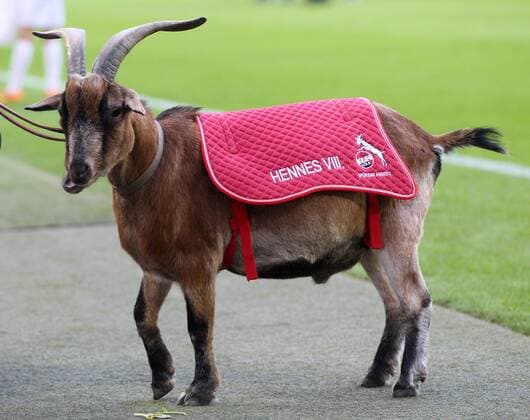 SOCCER - DFL, Koeln vs RB Leipzig COLOGNE,GERMANY,25.SEP.16 - SOCCER - 1. DFL, 1. Deutsche Bundesliga, 1. FC Koeln vs RasenBallsport Leipzig. Image shows Hennes, the mascot of Koeln. GEPAxpictures xRogerxPetzsche