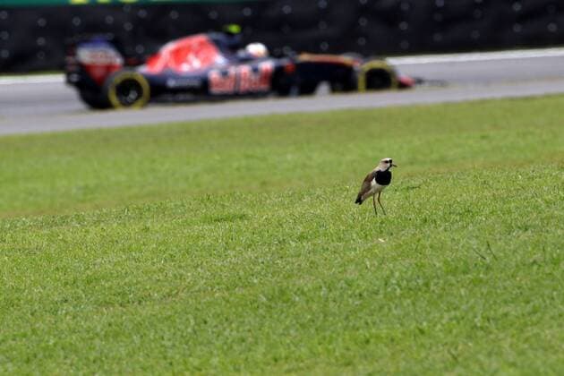 Formel 1, GP Brasilien, Kiebitze auf der Rennstrecke in Interlagos Brazilian Grand Prix, Sao Paulo 10 - 13 November 2016 12.11.2016 - Free Practice 3, Carlos Sainz Jr (ESP) Scuderia Toro Rosso STR11 