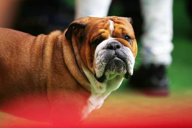 Motorsports: FIA Formula One World Championship WM Weltmeisterschaft 2017, Grand Prix of Spain, dog of 44 Lewis Hamilton (GBR, Mercedes AMG Petronas F1 Team), Barcelona Spain xHOCHxZWEIx