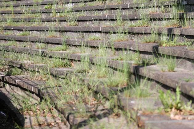Fußball Oberliga Westfalen 33. Spieltag FC Gütersloh - TuS Erndtebrück am 22.10.2016 im Heidewaldstadion in Gütersloh Zugewachsene Stehtribüne im Heidewaldstadion Gras - Unkraut - verwaist - verwahrlost - verkommen - Tradition - Heidewald MH