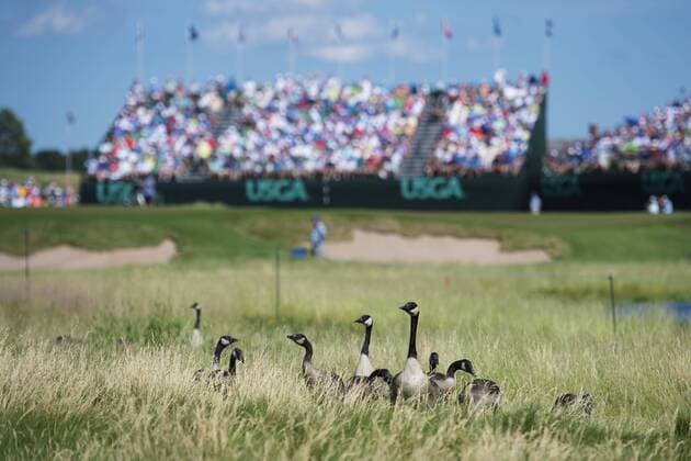170615 Kanadagäss i närheten av en bana under första omgangen i golfturneringen US Open den 15 juni 2017 i Hartford.  Copyright: JOELxMARKLUND BB170615JM074
