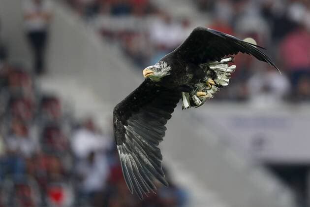 The eagle Mefi mascot of OGC Nice during the UEFA Champions League third round qualifying first leg match between OGC Nice and Ajax Amsterdam on July 26, 2017 at the Allianz Riviera in Nice, France OGC Nice v Ajax UEFA Champions League 2017 2018 xVIxVIxImagesx xMauricexvanxSteenxIVx 8328842