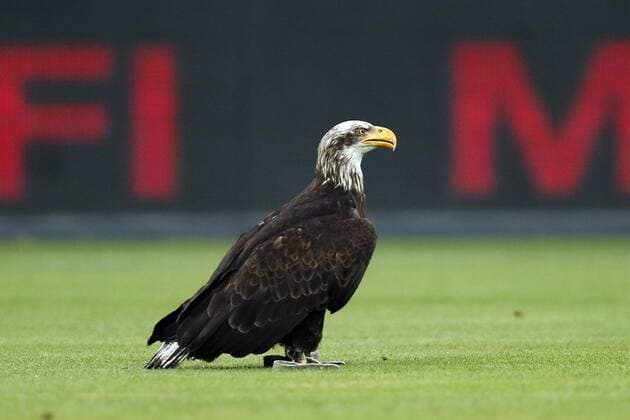 The eagle Mefi mascot of OGC Nice during the UEFA Champions League third round qualifying first leg match between OGC Nice and Ajax Amsterdam on July 26, 2017 at the Allianz Riviera in Nice, France OGC Nice v Ajax UEFA Champions League 2017 2018 xVIxVIxImagesx xMauricexvanxSteenxIVx 8328843