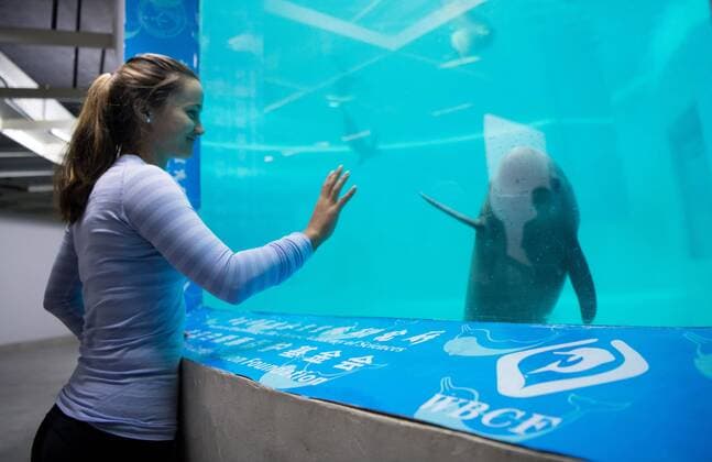 (170923) -- WUHAN, Sept. 23, 2017(Xinhua) -- Lauren Davis of the United States participating in the 2017 WTA Tennis Damen Wuhan Open plays with a finless porpoise during her visit at the Institute of Hydrobiology under Chinese Academy of Sciences in Wuhan, central China s Hubei Province, on Sept. 23, 2017. (Xinhua )(wll) (SP)CHINA-WUHAN-TENNIS-WTA-WUHAN OPEN-LAUREN DAVIS(CN)  - ZUMA XxjpbeE001096_20170923_TPPFN0A001 Copyright: xXiongxQix