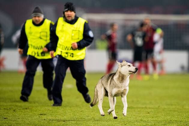 171207 A street dog is being chased off the pitch by guards during the Europa League match between FK Vardar and Rosenborg on December 7, 2017 in Skopje Photo Jon Olav Nesvold BILDBYR N Code JE 160096  Copyright: JONxOLAVxNESVOLD BB171207ZR018