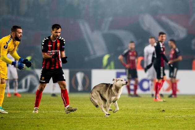 171207 A street dog on the pitch during the Europe League match between FK Vardar and Rosenborg on December 7, 2017 in Skopje Photo Jon Olav Nesvold BILDBYR N Code JE 160096  Copyright: JONxOLAVxNESVOLD BB171207ZU020