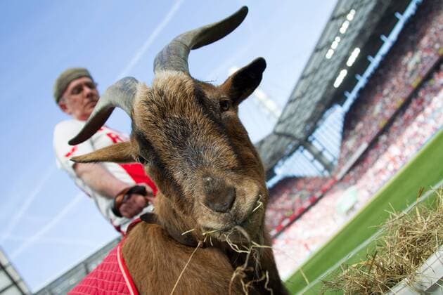 Themen der Woche - SPORT Bilder des Tages - SPORT 1. FC Köln - FSV Mainz 05 1:1 1. Fussball Bundesliga Saison 2017 2018 RheinEnergie Stadion Koeln Deutschland Datum: 07.04.2018 Geissbock Hennes VIII. *** 1 FC Köln FSV Mainz 05 1 1 1 Soccer Bundesliga Season 2017 2018 RheinEnergie Stadion Koeln Germany Date 07 04 2018 Geissbock Hennes VIII
