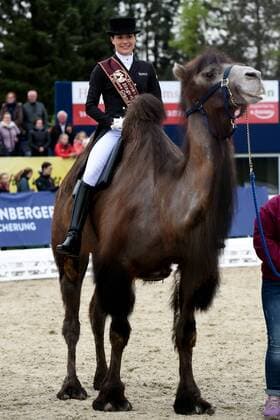 Dressage Horses and Dreams 2018 CDI4 Grand Prix GP Freestyle to Music on 28.04.2018 at Hof Kasselmann in Hagen a T W Kristina Bröring Spree Germany a Kamal at the award ceremony MT