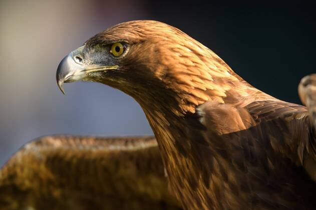 FC Bayern Munich vs SG Eintracht Frankfurt DFB Cup Final 19 05 2018 Golden Eagle Atilla at the DFB Cup Final between FC Bayern Munich and SG Eintracht Frankfurt at 19 05 2018 Berlin BER Germany Olympic Stadium