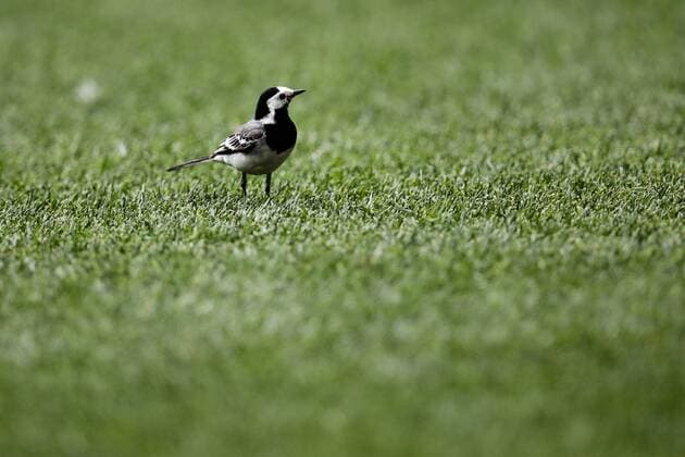 MOSCOW, RUSSIA - JUNE 17, 2018: A wagtail seen during the 2018 FIFA World Cup WM Weltmeisterschaft Fussball Group F football match between Germany and Mexico at Luzhniki Stadium. Mexico won the game 1-0. Denis Tyrin TASS  TS084D13