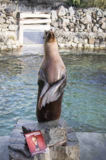 Oracle Astrid at the Zoo Handball WM Cologne Germany Date 18 01 2019