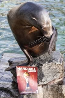 Oracle Astrid at the Zoo Handball WM Cologne Germany Date 18 01 2019