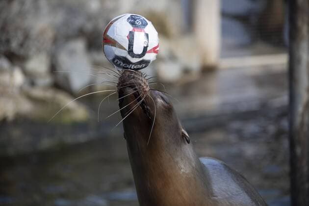 Sport Themen der Woche KW03 Sport Bilder des Tages Orakel Astrid im Zoo Handball WM Koeln Deutschland Datum: 18.01.2019 *** Oracle Astrid at the Zoo Handball WM Cologne Germany Date 18 01 2019