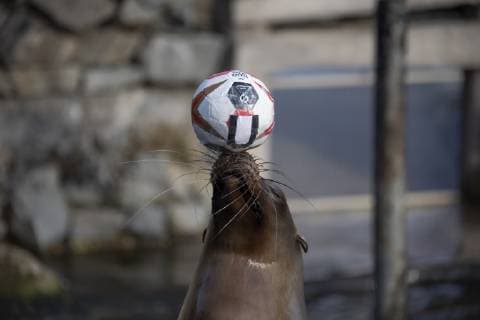 Oracle Astrid at the Zoo Handball WM Cologne Germany Date 18 01 2019