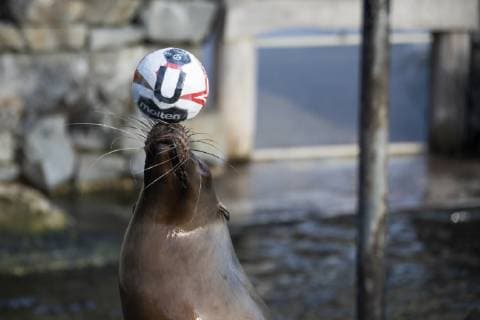 Oracle Astrid at the Zoo Handball WM Cologne Germany Date 18 01 2019