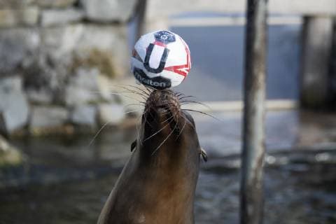 Oracle Astrid at the Zoo Handball WM Cologne Germany Date 18 01 2019