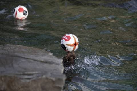 Oracle Astrid at the Zoo Handball WM Cologne Germany Date 18 01 2019