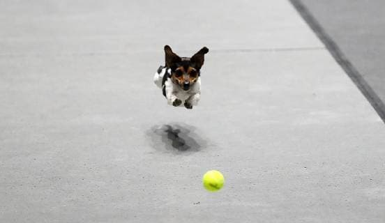 Dog plays with tennis ball