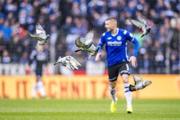 Sport Themen der Woche KW09 Sport Bilder des Tages 03.03.2019, Fußball, GER, Saison 2018 2019, 2. Bundesliga, 24. Spieltag, DSC Arminia Bielefeld - SV Darmstadt 98 in der Schüco-Arena in Bielefeld. Tauben fliegen während des Spiels über den Rasen. DFL REGULATIONS PROHIBIT ANY USE OF PHOTOGRAPHS AS IMAGE SEQUENCES AND OR QUASI-VIDEO. *** 03 03 2019 Football GER Season 2018 2019 2 Bundesliga 24 Matchday DSC Arminia Bielefeld SV Darmstadt 98 in the Schüco Arena in Bielefeld Pigeons fly over the pitch during the match DFL REGULATIONS PROHIBIT ANY USE OF PHOTOGRAPHS AS IMAGE SEQUENCES AND OR QUASI VIDEO Copyright: xKirchner DavidxInderliedx