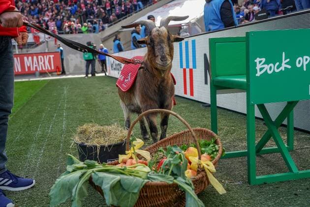 GER, 2. FBL, 1.FC Koeln vs. Arminia Bielefeld 09.03.2019, RheinEnergieStadion, Koeln, GER, 2. FBL, 1.FC Koeln vs. Arminia Bielefeld, DFL regulations prohibit any use of photographs as image sequences and or quasi-video im Bild picture shows: Das Maskottchen des 1. FC Koeln Hennes VIII hat morgen Geburtstag *** GER 2 FBL 1 FC Koeln vs Arminia Bielefeld 09 03 2019 RheinEnergieStadion Koeln GER 2 FBL 1 FC Koeln vs Arminia Bielefeld DFL regulations prohibit any use of photographs as image sequences and or quasi video in picture picture shows The mascot of 1 FC Koeln Hennes VIII has tomorrows birthday nordphotox xMeuter nph00351