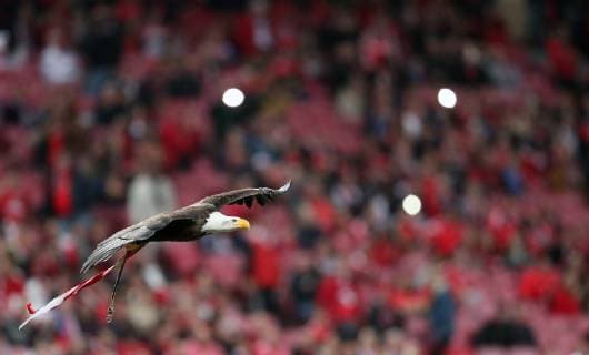 Lisabon: Slavna maskota Benfice orao Aguia Vitoria prije svake utakmice izvodi performans 14.03.2019., Estadio do Lisboa e Benfica, Lisbon, Portugal - UEFA Europa league, Round of 16, 2nd leg, SL Benfica - GNK Dinamo Zagreb.  GoranxStanzl PIXSELL