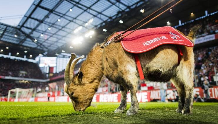 Sport Bilder des Tages Köln, 15.04.2019 Geißbock Hennes der VIII hat sich ein dickes Punktepolster angefressen 1. FC Köln - Hamburger SV DFL regulations prohibit any use of photographs as image sequences and or quasi-video *** Cologne 15 04 2019 billy goat Hennes the VIII has eaten up a thick cushion of points 1 FC Köln Hamburger SV DFL regulations prohibit any use of photographs as image sequences and or quasi video