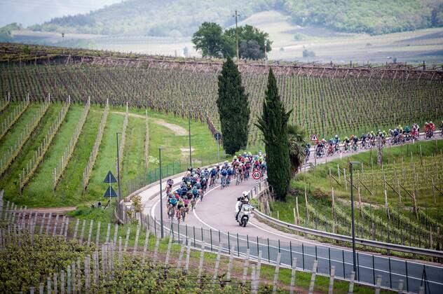 The peloton during the 5 stage of the Tour of the Alps 2019 here shortly after the start in the old town of Kaltern Landscape Landscape Feature Nature Background Illustration Impression Overview compact peloton Action Racing scene Landscape horizontal Event Event 43 Tour of the Alps 5 Stage 5 Caldaro Kaltern to Bolzano Bozen 147 8 km Location Bolzano Region Trentino Country Country Italy Italy Date 26 04 2019 Cycling 43 Tour of the Alps 5 Stage 26 04 2019