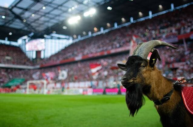 Bilder des Jahres 2019, Sport 08 August Köln, 23.08.2019 Geißbock Hennes IX 1. FC Köln - Borussia Dortmund DFL regulations prohibit any use of photographs as image sequences and or quasi-video *** Cologne, 23 08 2019 billy goat Hennes IX 1 FC Cologne Borussia Dortmund DFL regulations prohibit any use of photographs as image sequences and or quasi video