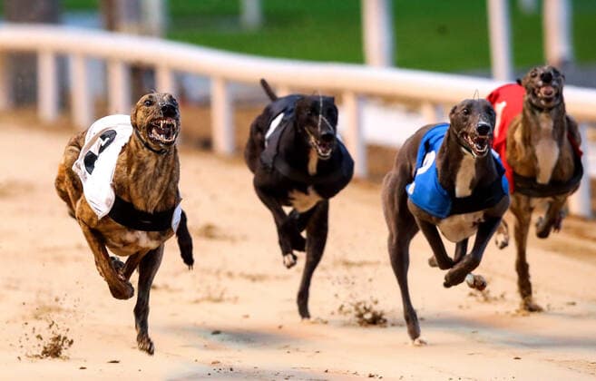 Bilder des Jahres 2019, Sport 09 September Sport Themen der Woche KW38 Sport Bilder des Tages 2019 Boylesports Irish Greyhound Derby, Shelbourne Park, Dublin 21 9 2019 Glory Gold wins the first race Glory Gold wins the first race 21 9 2019  Copyright: x©INPHO TommyxDicksonx TD_10275