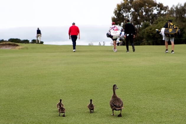 Bilder des Jahres 2019, Sport 12 Dezember Sport Bilder des Tages MELBOURNE, VIC - DECEMBER 15: Mother and ducklings following Joaquin Niemann of Chile and Patrick Cantlay of team USA during the final round of The Presidents Cup at Royal Melbourne Golf Club on December 15, 2019 in Melbourne, Australia. (Photo by Speed Media Icon Sportswire) GOLF: DEC 15 PGA, Golf Herren - Presidents Cup Icon19121560416