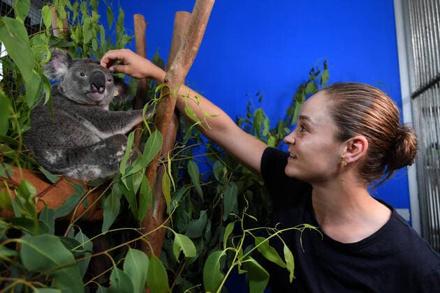 Sport Bilder des Tages BRISBANE INTERNATIONAL 2020 ASH BARTY, World number one, Australian tennis player Ashleigh Barty, pats Thommo the koala during a visit to the RSPCA animal hospital in Brisbane, Tuesday, December 31, 2019. The Brisbane International Tennis Tournament will take place at the Queensland Tennis Centre from January 6-12, 2020. ( NO ARCHIVING, EDITORIAL USE ONLY, NO USE IN BOOKS WITHOUT CONSENT BRISBANE QLD AUSTRALIA  Copyright: xDANxPELEDx 20191231001439832330
