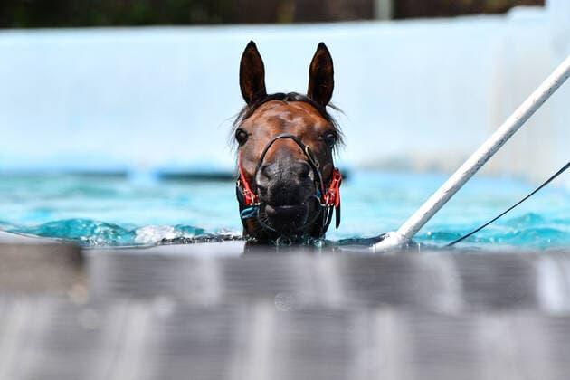 2020 Bilder des Jahres, Sport 02 Februar Sport Bilder des Tages RACING FLEMINGTON TRACKWORK, Alligator Blood is taken for a swim by trainer David Vandyke during trackwork at Flemington Racecourse Melbourne, Tuesday, February 11, 2020. ( NO ARCHIVING, EDITORIAL USE ONLY, NO USE IN BOOKS WITHOUT CONSENT MELBOURNE VIC AUSTRALIA  Copyright: xVINCExCALIGIURIx 20200211001448481287