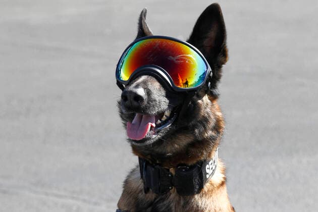 2020 Bilder des Jahres, Sport 02 Februar Sport Themen der Woche KW08 LAS VEGAS, NV - FEBRUARY 23: Security dog in the Neon Garage before the NASCAR, Motorsport, USA Cup Series Pennzoil 400 presented by Jiffy Lube on February 23, 2020, at Las Vegas Motor Speedway in Las Vegas, NV. (Photo by Jeff Speer Icon Sportswire) AUTO: FEB 23 NASCAR Cup Series - Pennzoil 400 presented by Jiffy Lube Icon200223012
