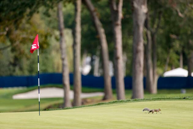 September 15, Mamaroneck, New York, USA: A squirrel walks on the 14th green during the practice round at the 2020 U.S. Open at Winged Foot Golf Club (West Course) in Mamaroneck. Mamaroneck USA - ZUMAz03_ 20200915_zah_z03_842 Copyright: xSimonxBruty USGAx