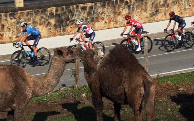 Sport Bilder des Tages The pack in action as a group of dromedaries look on during the 10th stage of the a Spain s Vuelta cycling tour between Castro Urdiales and Suances, in Cantabria region, northern Spain, 30 October 2020. The stage covers a distance of 185 kilometres. 10th stage !ACHTUNG: NUR REDAKTIONELLE NUTZUNG!  Copyright: xKikoxHuescax GRAF1007 20201030-637396666082946011